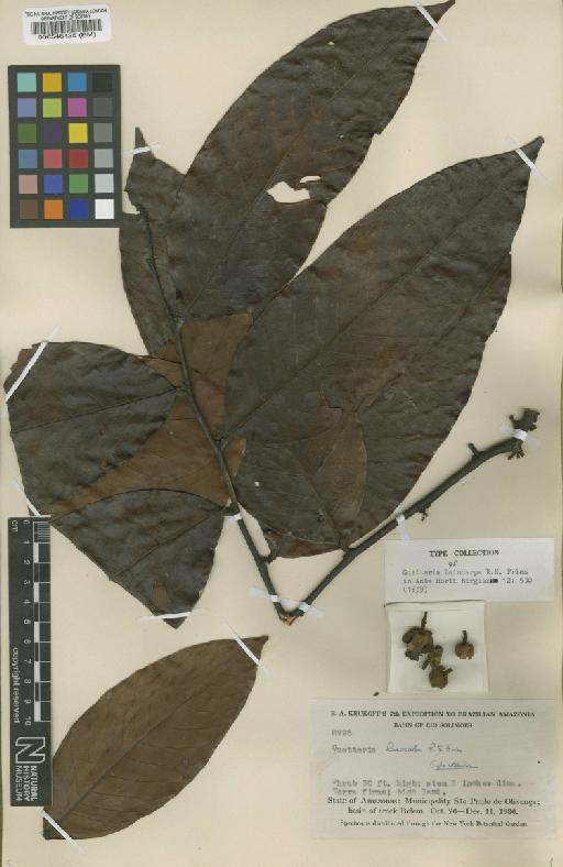 Guatteria punctata (Aubl.) R.A.Howard - BM000546425