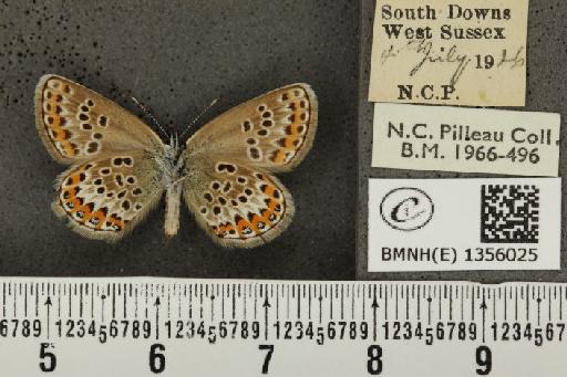 Plebejus argus argus ab. costajuncta Tutt, 1909 - BMNHE_1356025_153660