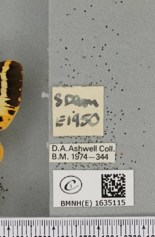 Euplagia quadripunctaria (Poda, 1761) - BMNHE_1635115_label_209179