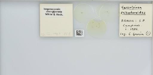 Isogonoceraia divergipennis White & Hodkinson, 1980 - 013482927_117198_1146273_157792_NonType_result