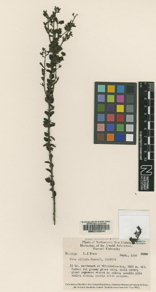 Parahebe ciliata (Pennell) P.Royen & Ehrend. - BM000603548