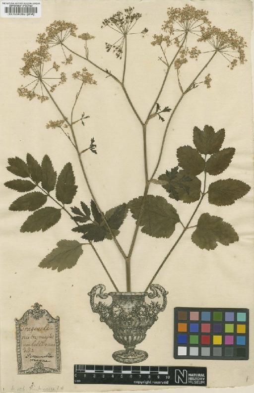 Pimpinella saxifraga L. - BM000558389