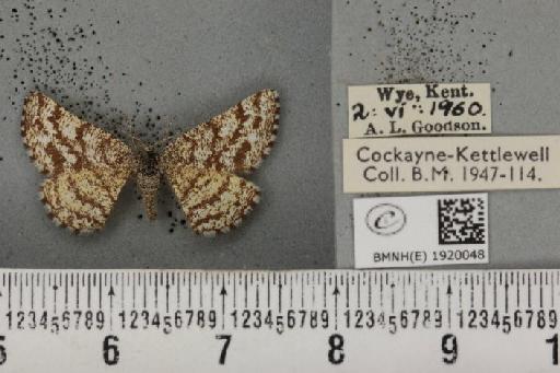 Ematurga atomaria (Linnaeus, 1758) - BMNHE_1920048_485820