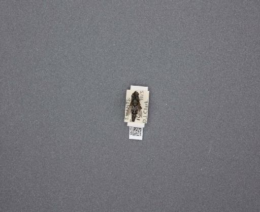 Sarcophaga (Thyrsocnema) incisilobata Pandelle, 1896 - 015093266_234562_1297059
