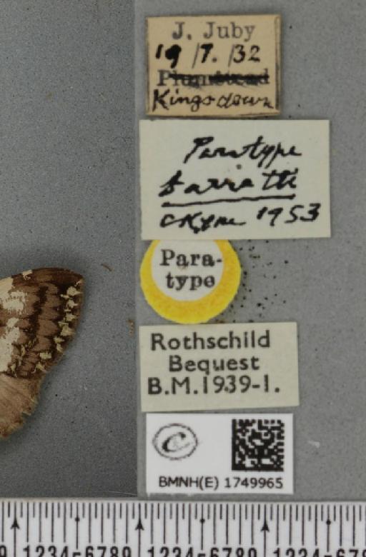 Hydriomena furcata ab. barretti Cockayne, 1953 - BMNHE_1749965_label_327729