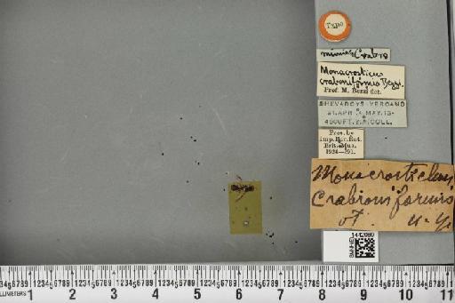 Dacus (Mellesis) crabroniformis (Bezzi, 1914) - BMNHE_1442060_39928