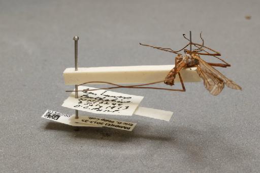 Tipula (Vestiplex) montana montana Curtis, 1834 - 010628419_additional_1