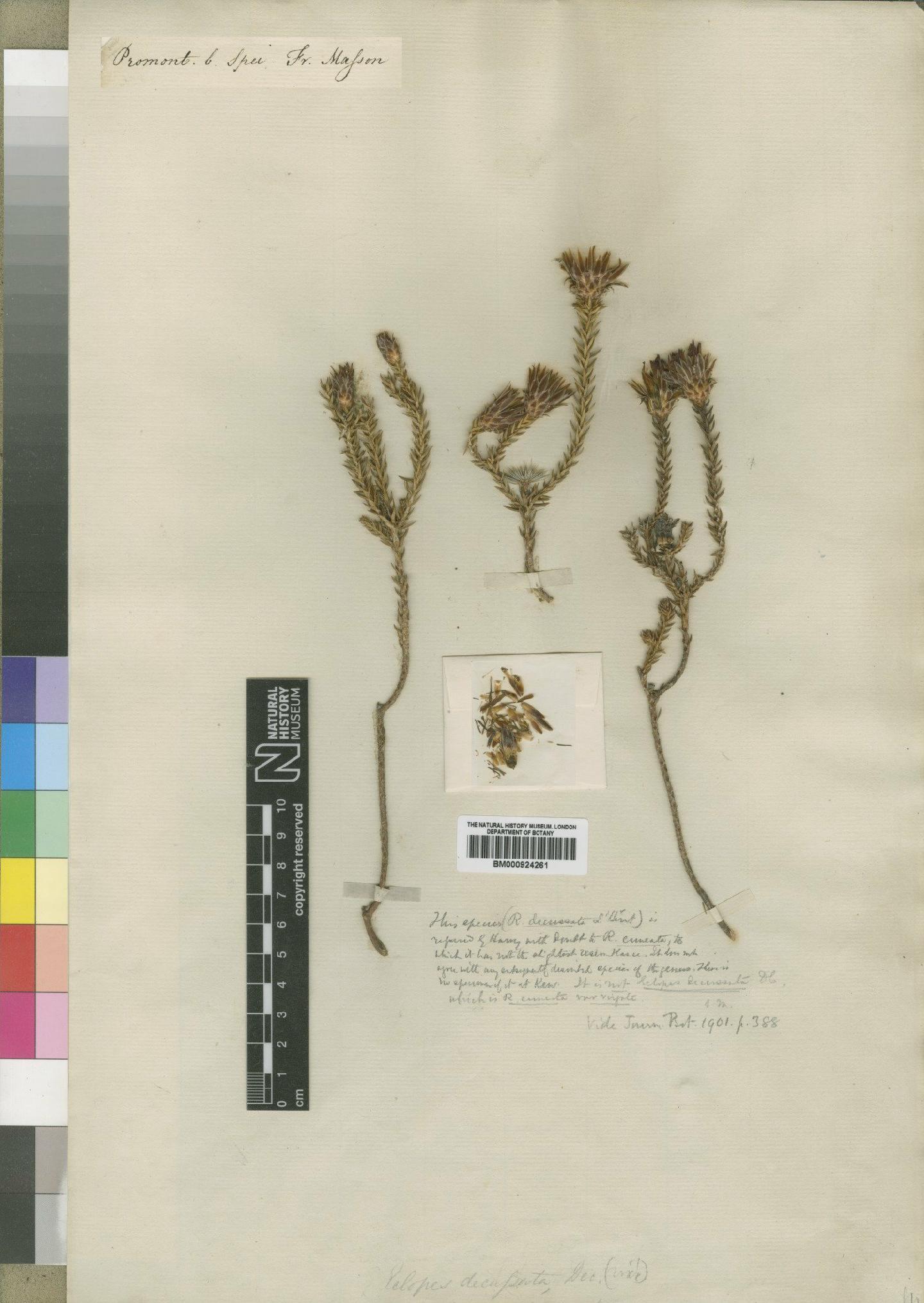 To NHMUK collection (Relhania decussata L'Hér.; Type; NHMUK:ecatalogue:4529289)