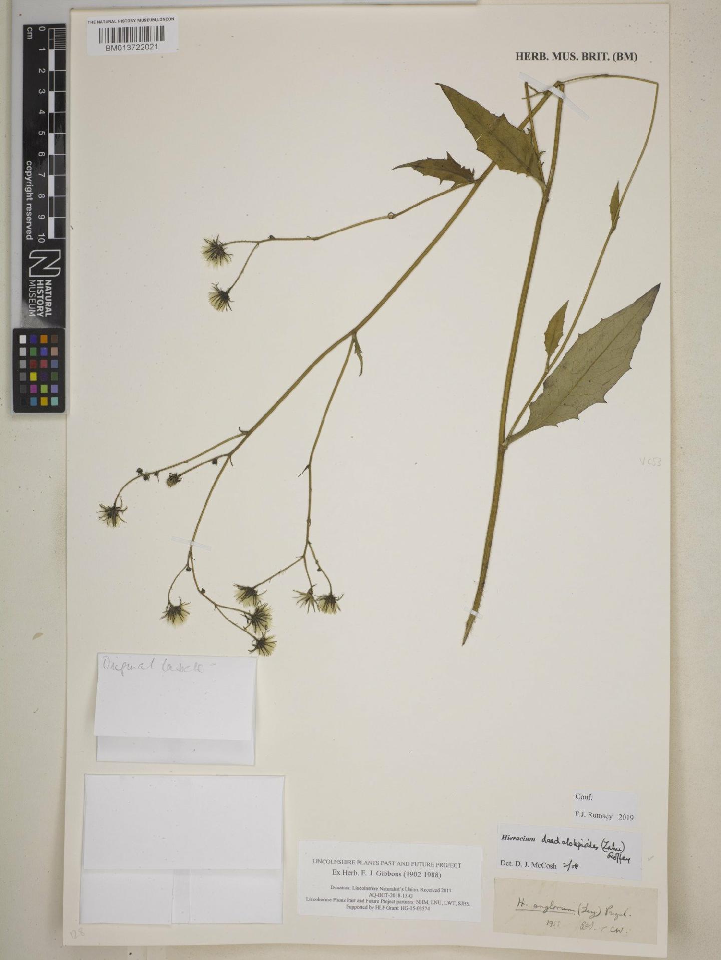 To NHMUK collection (Hieracium daedalolepioides (Zahn) Roffey; NHMUK:ecatalogue:8740270)