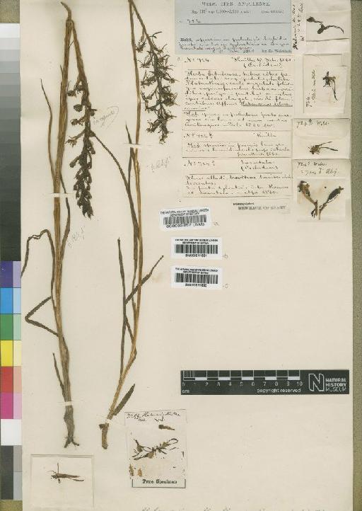 Habenaria huillensis Rchb.f. - BM000033857