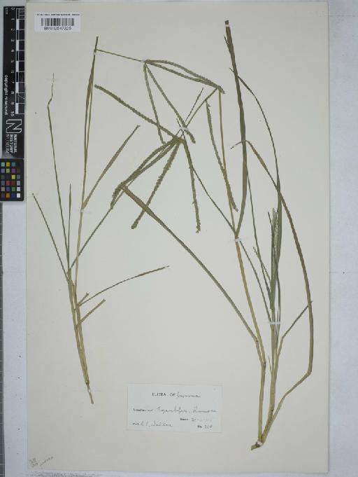 Eleusine indica (L.) Gaertn. - 012547225