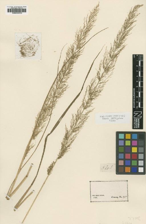 Eragrostis aurea Steud. - BM000959508