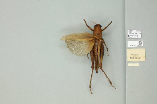 Bibracte marginata Willemse, 1931 - 012498430_reverse_1