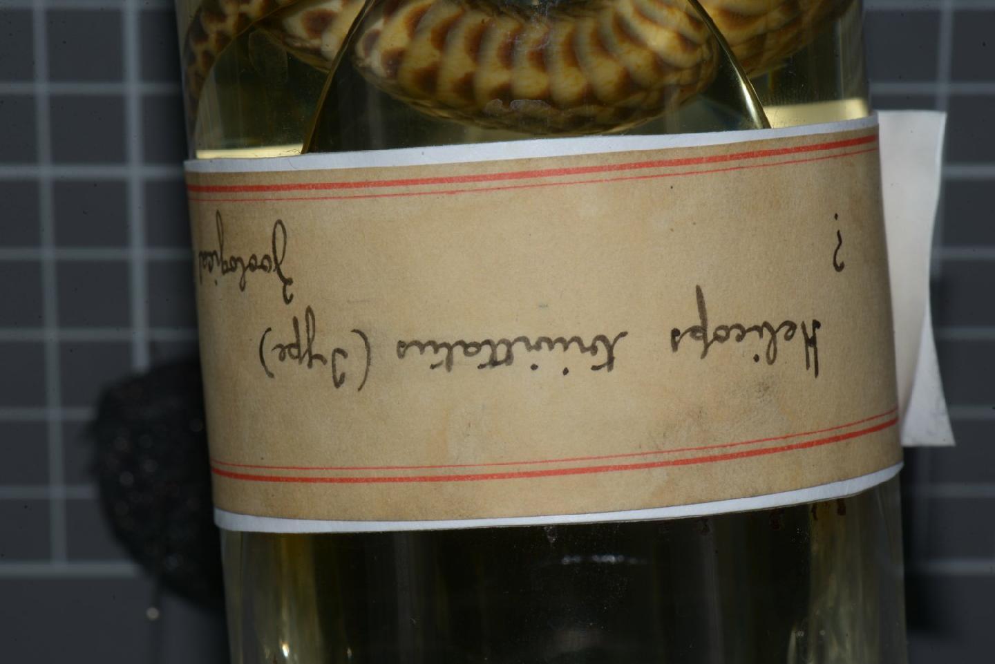 Helicops trivittatus thumbnail