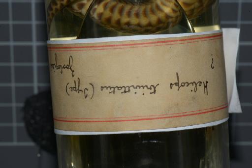 Helicops trivittatus Gray, 1849 - Image of specimen 1946.1.13.99