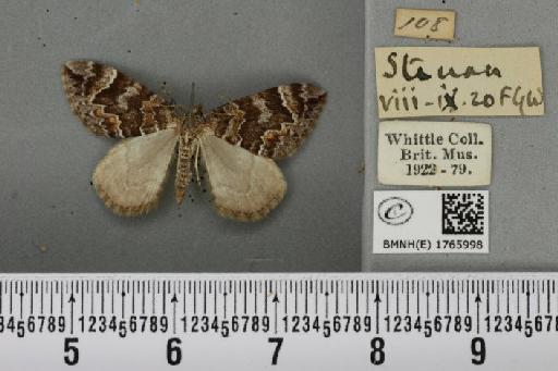 Dysstroma citrata citrata ab. pseudopythonissata Müller, 1931 - BMNHE_1765998_351551