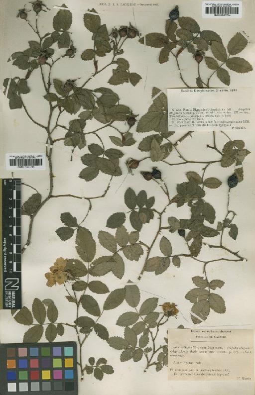 Rosa magnieri Gand. - BM001041795