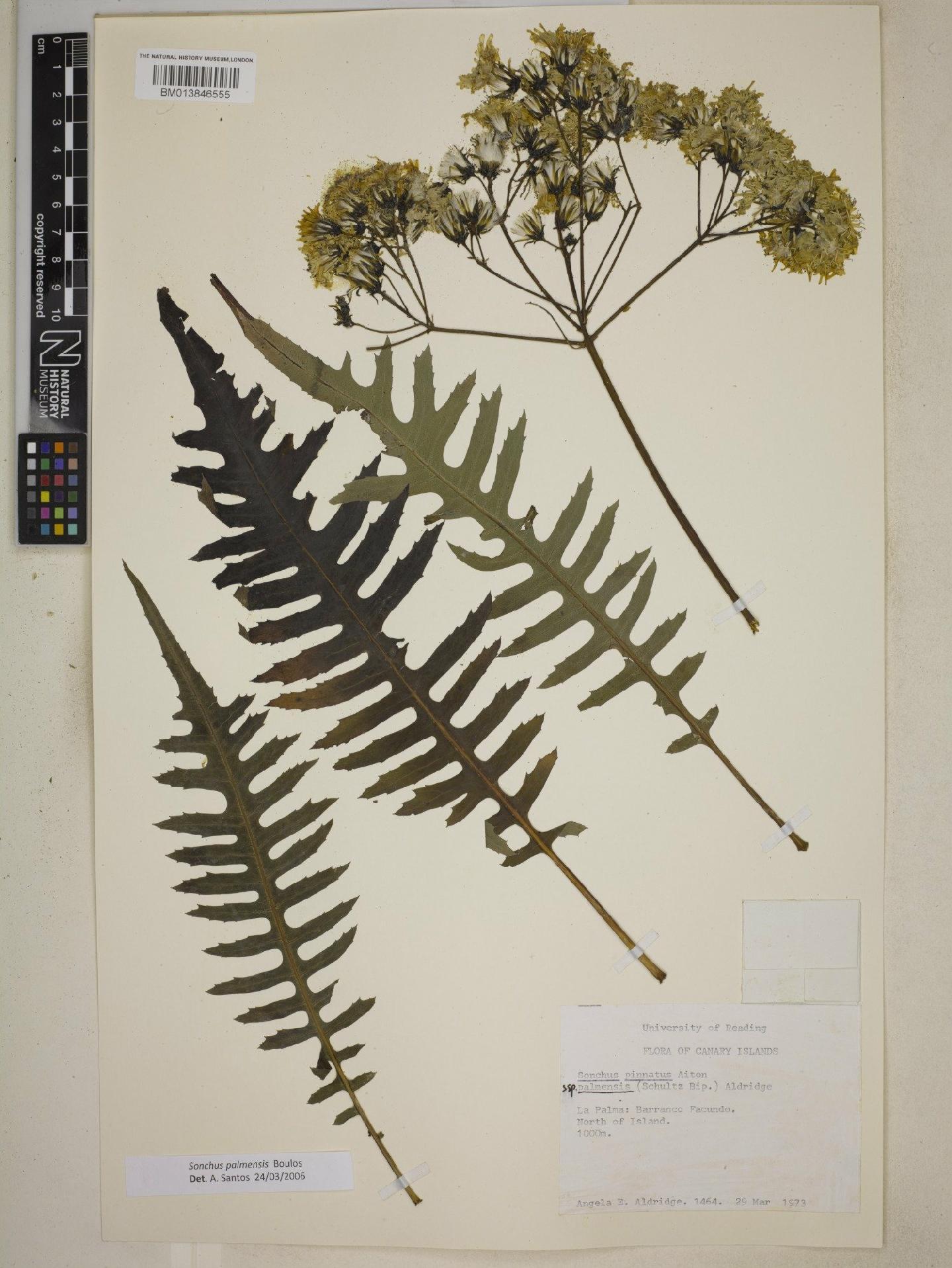To NHMUK collection (Sonchus palmensis Boulos; NHMUK:ecatalogue:9075694)