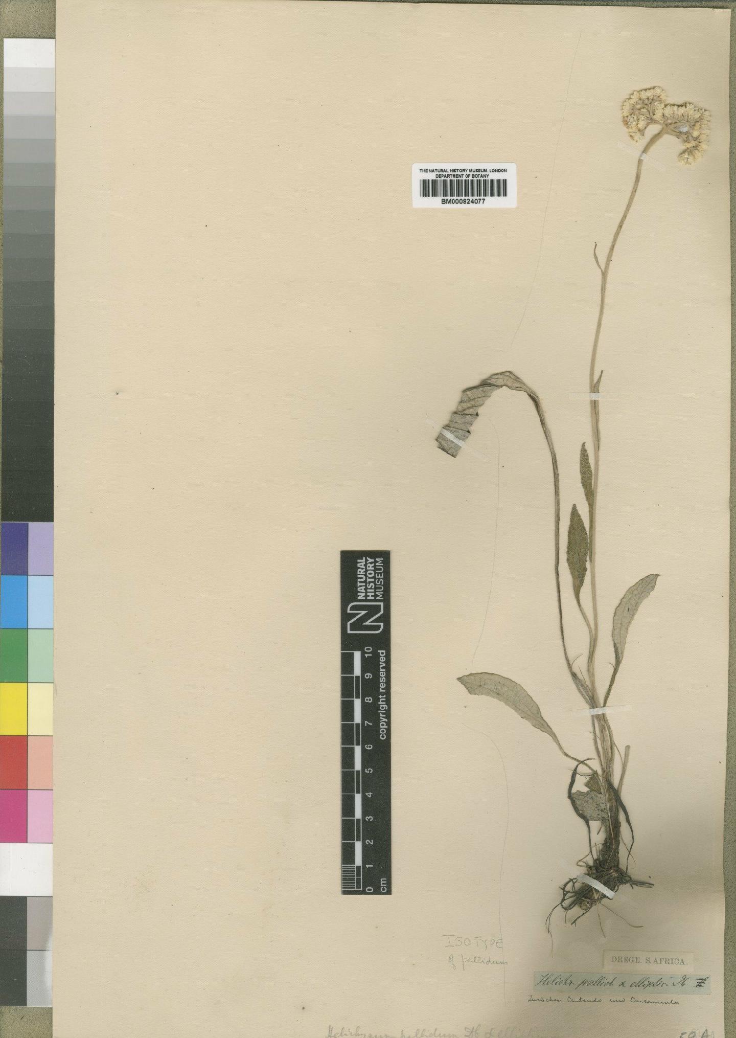 To NHMUK collection (Helichrysum pallidum DC.; Isotype; NHMUK:ecatalogue:4529105)