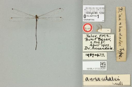 Drepanosticta annandalei Fraser, 1924 - 013324286_dorsal