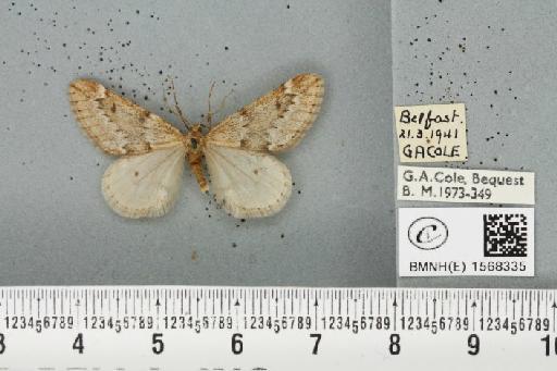 Alsophila aescularia (Denis & Schiffermüller, 1775) - BMNHE_1568335_278298