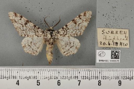 Biston betularia (Linnaeus, 1758) - BMNHE_1840675_413665