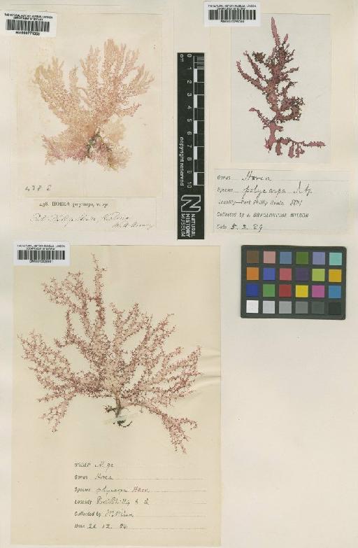 Gloiocladia polycarpa (Harv.) Womersley - BM000771300