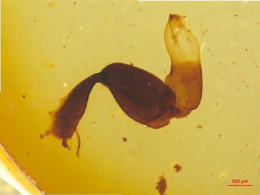 Caccobius Thomson, 1859 - 010189948___6