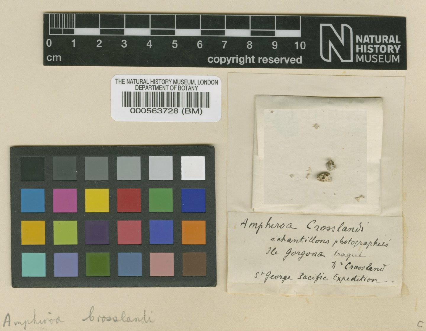 To NHMUK collection (Amphiroa crosslandii Me.Lemoine; TYPE; NHMUK:ecatalogue:4785724)