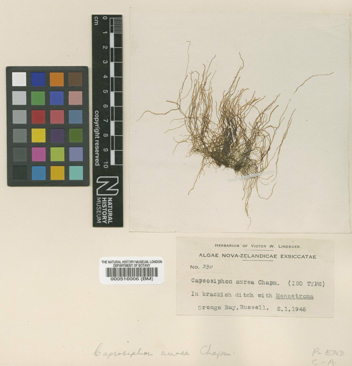 To NHMUK collection (Capsosiphon aureus V.J.Chapm.; Isotype; NHMUK:ecatalogue:4829893)