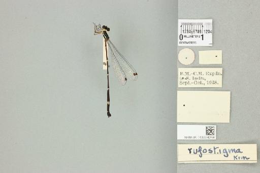 Protosticta rufostigma Kimmins, 1958 - 013324264_dorsal_2