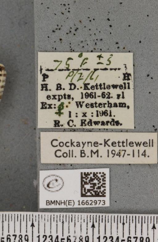 Utetheisa pulchella (Linnaeus, 1758) - BMNHE_1662973_label_283502
