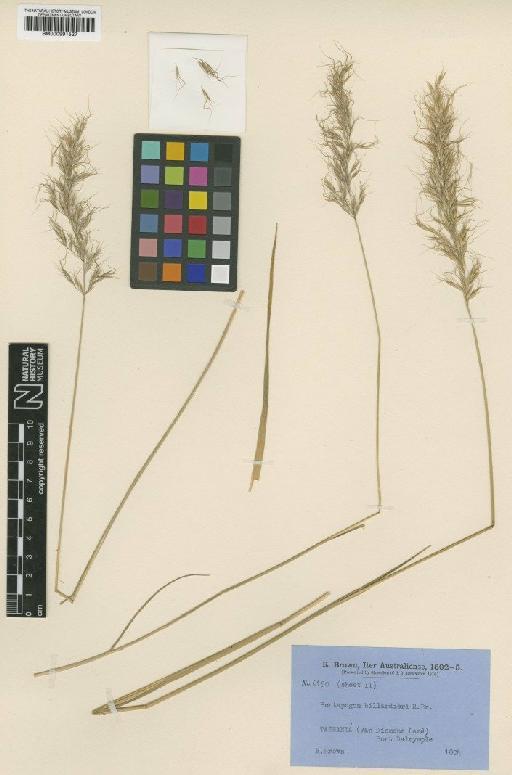 Pentapogon billardieri R.Br. - BM000991527
