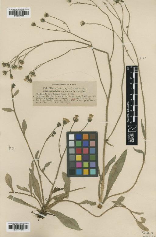 Hieracium leptoclados f. longipilum Nägeli & Peter - BM001047889