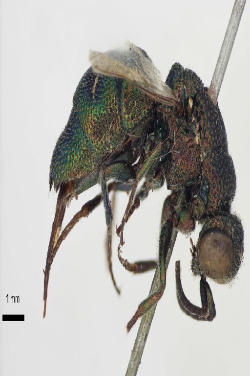 Chrysis montezuma Cameron, P., 1888 - Chrysis_montezuma-BMNH(E)#970907_type-lateral-1_25X