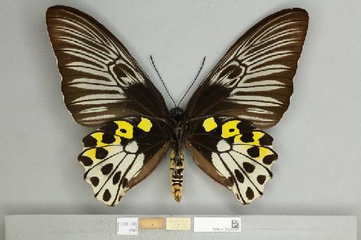 Troides hypolitus cellularis Rothschild, 1895 - 013606041_additional
