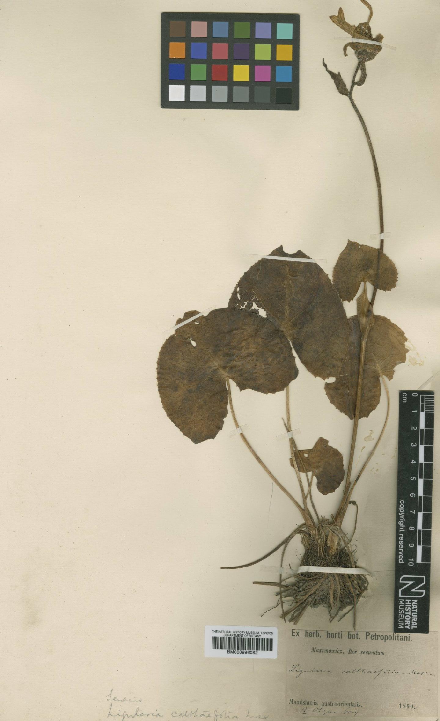 To NHMUK collection (Ligularia calthifolia Maxim.; Type; NHMUK:ecatalogue:475572)