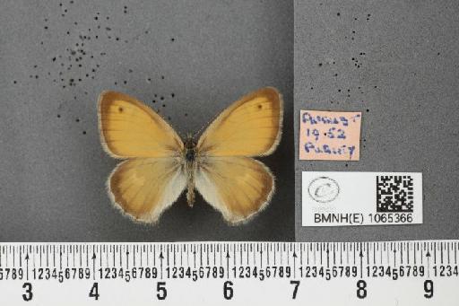 Coenonympha pamphilus ab. postcuneata Leeds, 1950 - BMNHE_1065366_26670