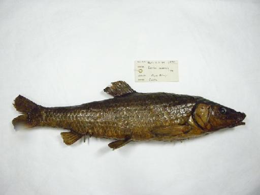 Barbus capensis Smith, 1841 - 1845.7.3.99