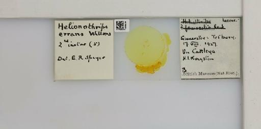 Helionothrips errans (Williams, 1916) - 013549289_833504_1610062_835815_NonType
