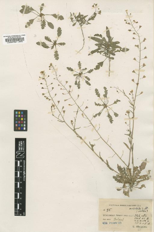 Capsella bursa-pastoris (L.) Medik. - BM000582821