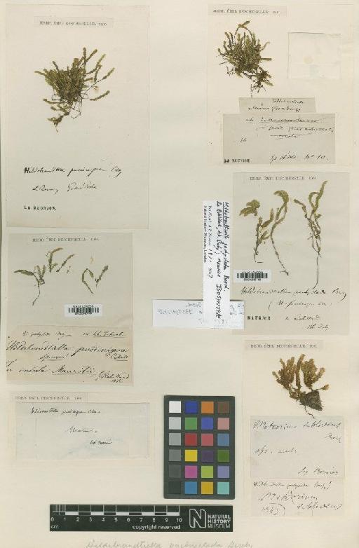 Hildebrandtiella pachyclada Besch. - BM000987168_a