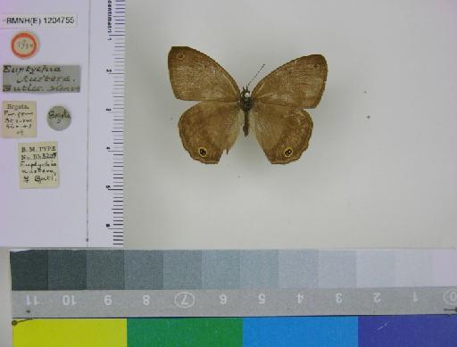 Euptychia austera Butler, 1867 - BMNH(E)_ 1204755_Yphthimoides_(Euptychia)_austera_Butler_T_female_ (1)