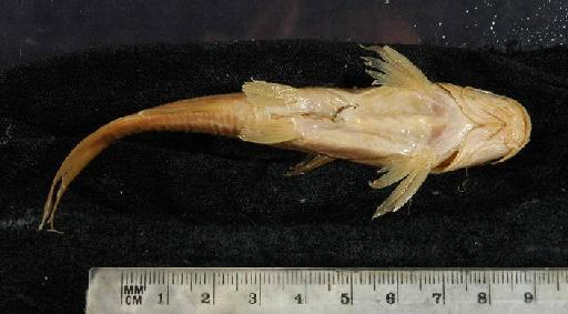 Chrysichthys ansorgii Boulenger, 1910 - 1911.6.1.116-124f; Chrysichthys ansorgii; ventral view; ACSI Project image