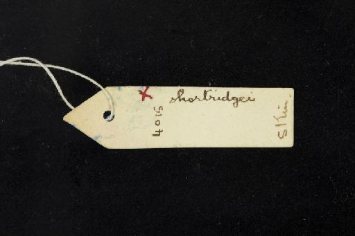 Rhinolophus lepidus shortridgei Andersen,  1918 - 1918_8_3_1-Rhinolophus_lepidus_shortridgei-Holotype-Skull-label_reverse