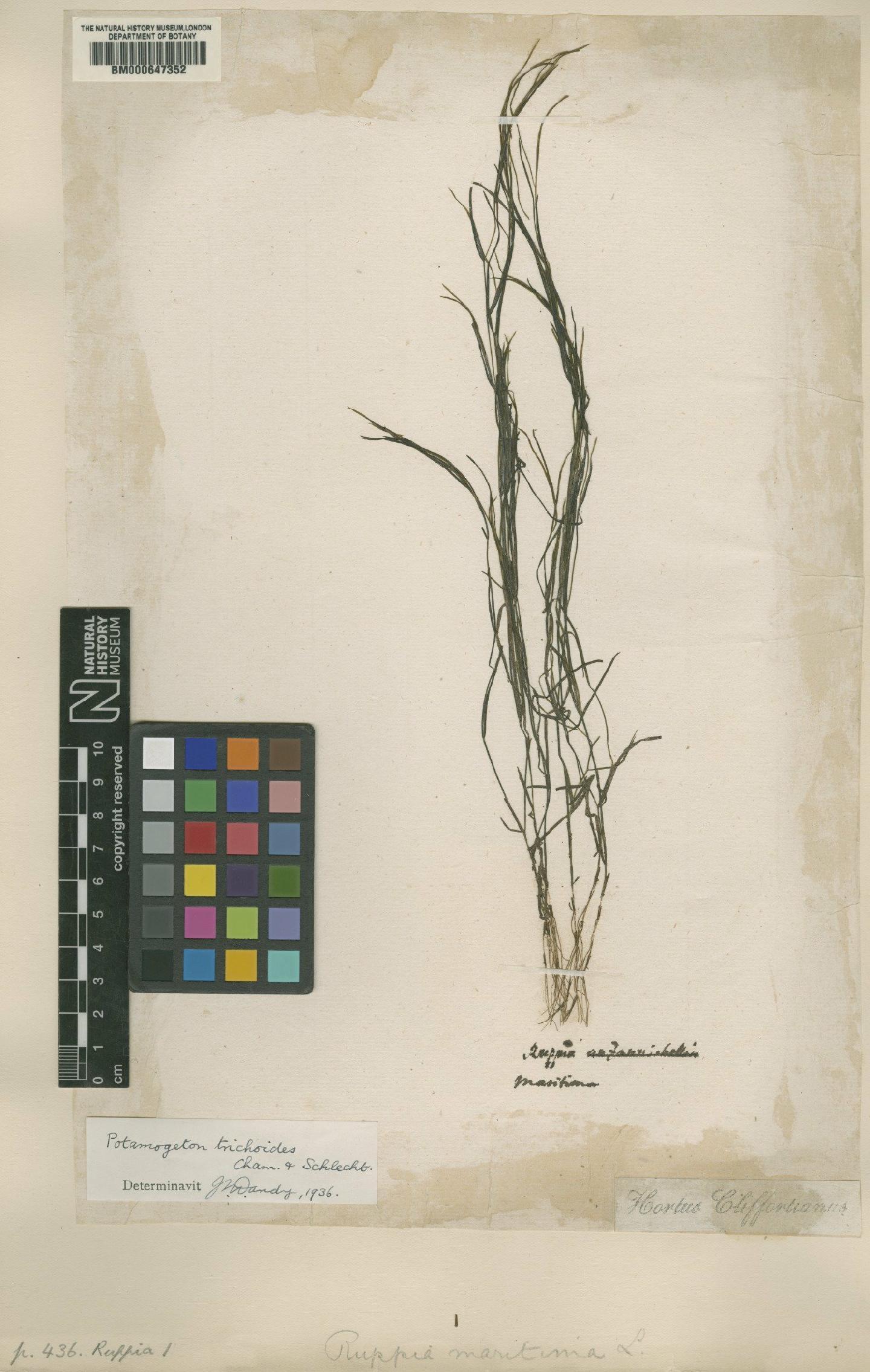 To NHMUK collection (Ruppia maritima L.; Original material; NHMUK:ecatalogue:4703268)