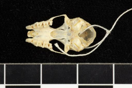 Hipposideros papua - 1886_11_3_9-Phyllorhina_papua-Syntype-Skull-occlusal