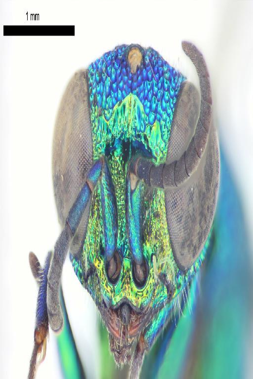 Chrysis elevodentata Linsenmaier, 1982 - Chrysis_elevodentata-BMNH(E)#970878_type-frontal-4X