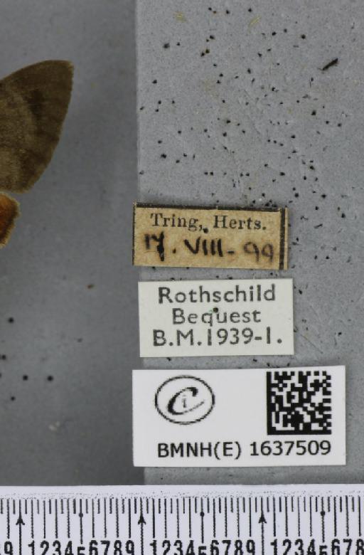 Macroglossum stellatarum (Linnaeus, 1758) - BMNHE_1637509_label_206193