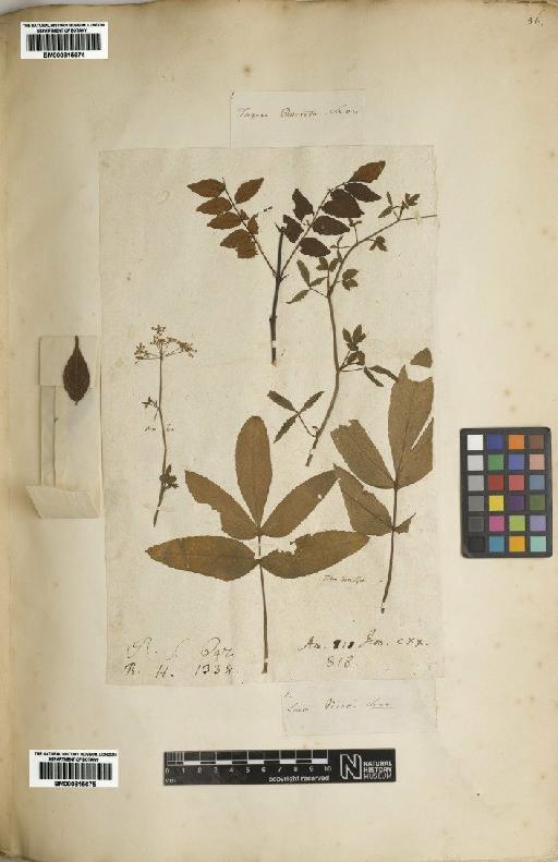 Zanthoxylum piperitum (L.) DC. - BM000815674